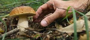 Distribuzione tesserini per la raccolta funghi anno 2022