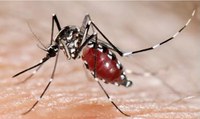 Difendersi dalle zanzare: dopo la pioggia vanno ripetuti i trattamenti larvicidi