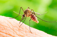 Come proteggersi dalle punture di zanzara