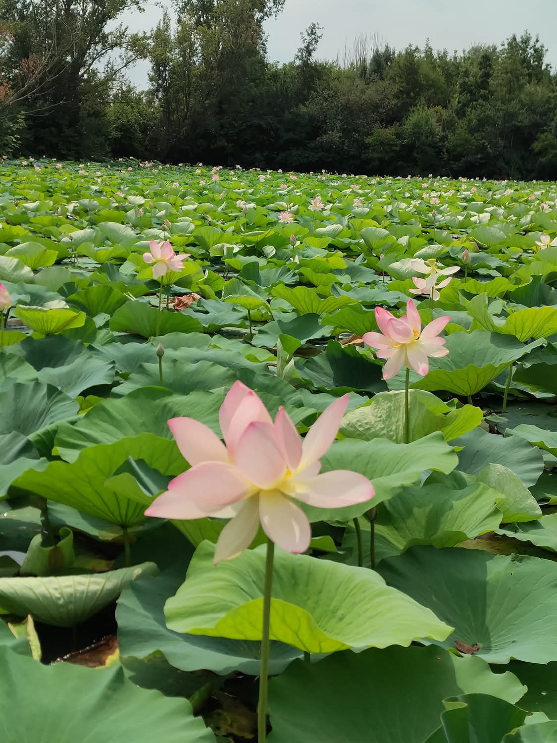 Immagine di ninfea fiorita
